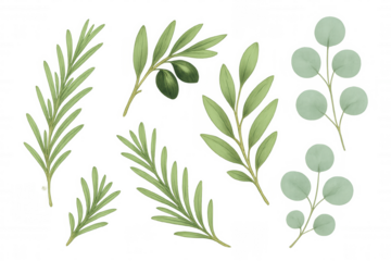 Botanical watercolor set featuring rosemary, olive branch, and eucalyptus leaves, transparent background