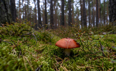 Mushrooms in the Leningrad region.Mushroom and berry picking in Karelia.
