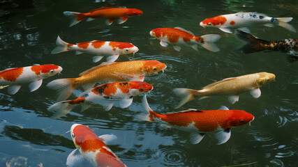 Qixi Festival koi fish pond good luck Chinese garden animal background