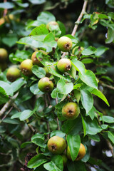 European wild pear (Pyrus pyraster)
