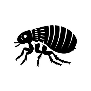Black and white illustration of a flea insect side view isolated on white background.
