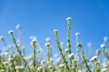 Obraz premium Berteroa incana, flowering plant in the mustard family, Brassicaceae. hoary alyssum, false hoary madwort. Mule Deer Road,West Yellowstone, Montana