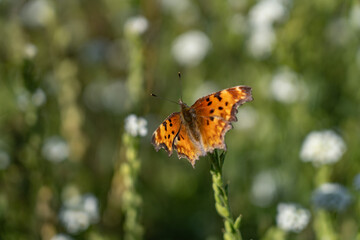The hoary comma (Polygonia gracilis) is a species of butterfly. Mule Deer Road,West Yellowstone, Montana
