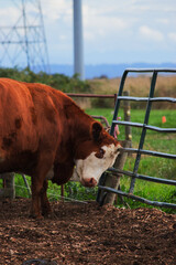 Cow scratching head on fence
