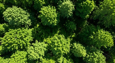 Naklejka premium Vibrant Green Forest Canopy Aerial View, Sunlight Filtering Through Dense Tree Foliage