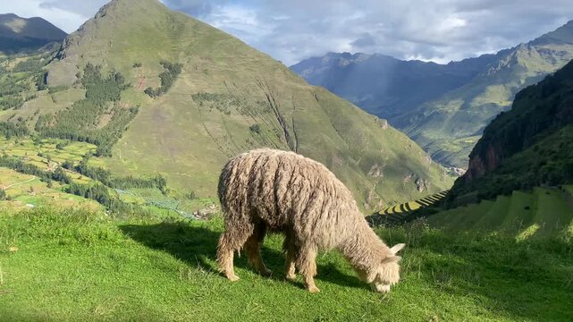 Lonely llama on the pasture in Inca City