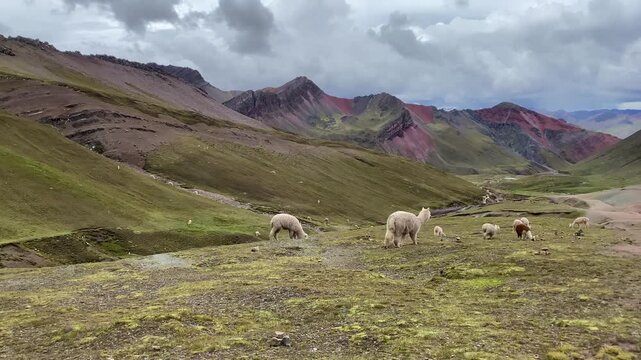 Herd of llamas in Rainbow Mountain