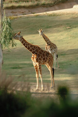 A group of giraffes grazes peacefully near a watering hole