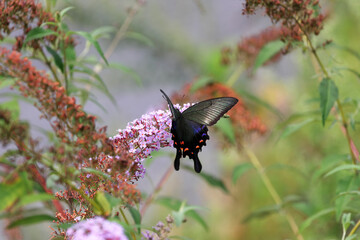 Butterfly bush flower that are popular with Swallowtail butterfly