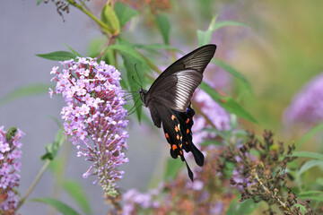Butterfly bush flower that are popular with Swallowtail butterfly