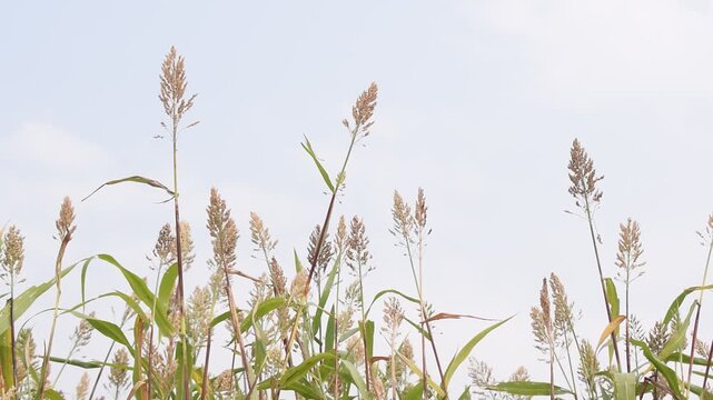 green plants Sorghum plants with seeds.  Sorghum is also called great millet, Indian millet, milo, durra or orshallu
