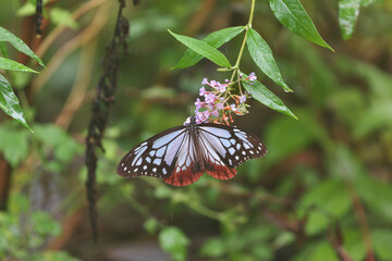 Chestnut Tiger that replenishes nutrients in the middle of autumn migration