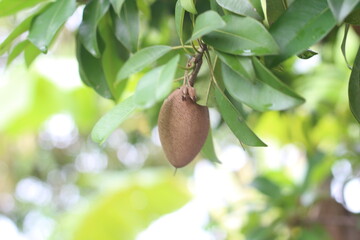 Sapodilla on the tree in the garden