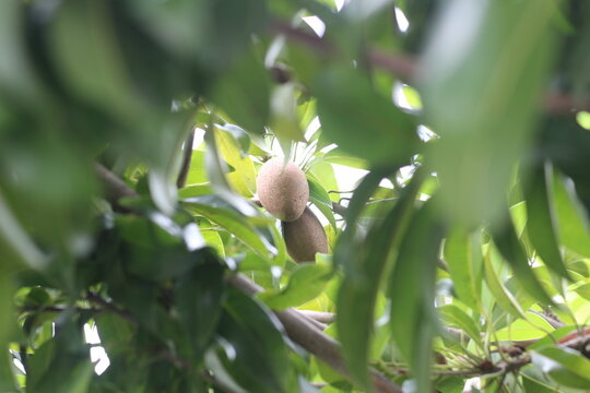 Sapodilla on the tree in the garden