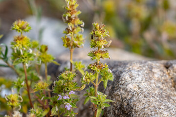 Dracocephalum parviflorum,  dragonhead mint or American dragonhead, is a wild North American mint.  Mule Deer Road,West Yellowstone, Montana