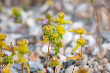 Dracocephalum parviflorum,  dragonhead mint or American dragonhead, is a wild North American mint.  Mule Deer Road,West Yellowstone, Montana
