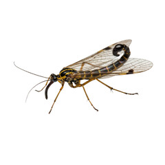 SCORPIONFLY