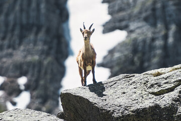 An ibex on mountain stones