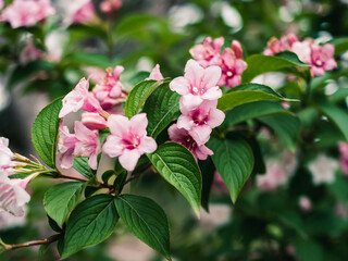 Pink flowers