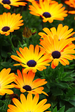 Cape Marguerite, African daisy, Van Staden's River daisy, Sundays River daisy, white daisy bush, blue-and-white daisy bush, star of the veldt, Kaapse magriet, or jakkalsbos (Dimorphotheca ecklonis)