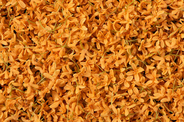 closeup of Sweet-Scented orange osmanthus fragrans flower.