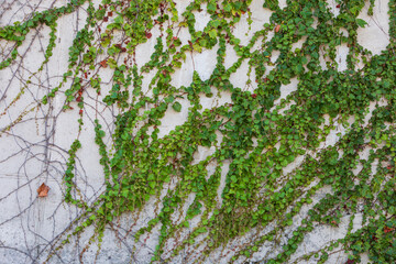 Climbing Ivy Vines on White Wall in Late Summer