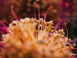 macro of a flower