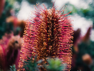 Banksia flower