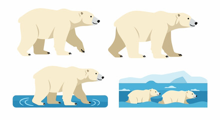 Four polar bear illustrations show them walking wading and cubs swimming in icy water
