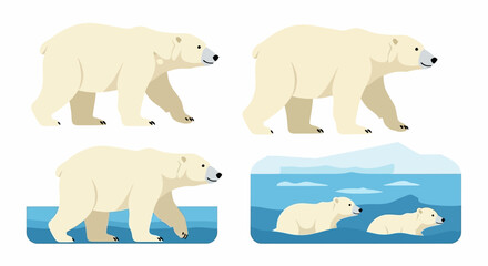Four polar bear illustrations show them walking wading and cubs swimming in icy water