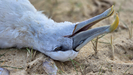 Lifeless Seabird Rests on Sandy Beach Amidst Coastal Grass and Shifting Dunes