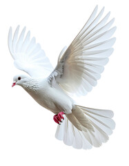 Fototapeta premium A pristine white dove captured in mid-flight its wings outstretched in a symbol of peace and freedom.
