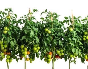 Lush Tomato Plants with Green and Red Fruits