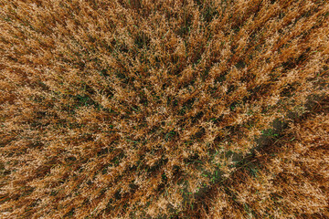 Top down perspective of a field of golden brown crops, likely wheat, with radial patterns and subtle green accents interspersed among the stalks.