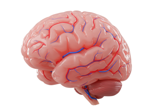 Anatomical model of a human brain isolated on transparent background, detailed medical representation for educational and scientific purposes
