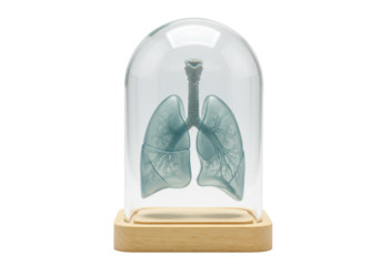 Anatomical lungs model under glass dome isolated, medical science educational resource for healthcare professionals and students