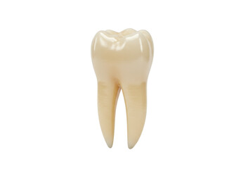 Realistic molar tooth isolated on transparent background, dental anatomy model for educational and medical use PNG