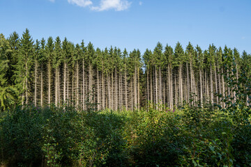 Fichtenwald in der Oberlausitz 3