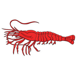 Cute cartoon hand drawn vector Shrimp clipart.