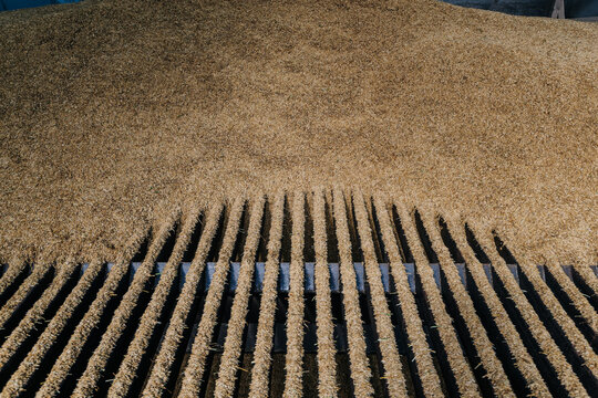 A large pile of evenly distributed harvested grain with a metal grate in the foreground, highlighting an agricultural processing or storage setting.