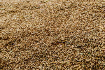 A detailed view of a large pile of rice grains with husks intact, spread unevenly. The earthy tones and textures create an intricate pattern.