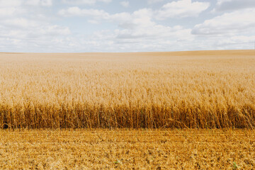 A large field of golden grain extends to the horizon under a partly cloudy sky, with a harvested section in the foreground contrasting the uncut crops.