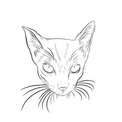 sketch of a cat's head on a white background