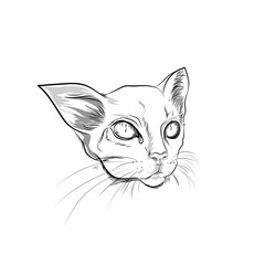 sketch of a cat head with shadow on a white background
