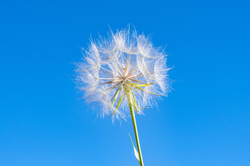 Obraz premium Tragopogon, goatsbeard or salsify, is a genus of flowering plants in the family Asteraceae. Big Bend Ridge, Medal of Honor Hwy, Idaho. Tragopogon dubius, yellow salsify. 