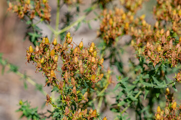 Hypericum perforatum, St. John's wort (sometimes perforate St. John's wort or common St. John's...