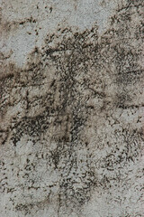 growth on large brick wall