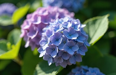 Close-up blue and purple hydrangea blooms in garden, soft petals unfold. Summer flowers with green leaves catch gentle sun rays. Nature blossom detail.