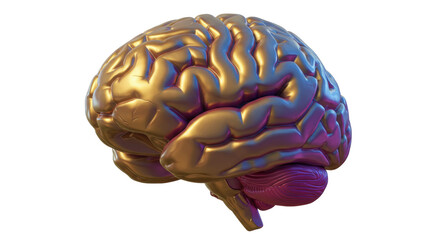 Golden human brain isolated on transparent background, anatomical model for medical education and neuroscience studies PNG