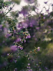 Flowers in spring